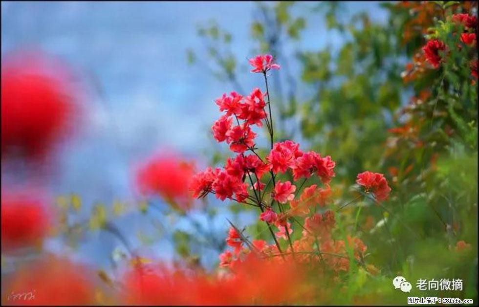 【春天，广西桂林灌阳县向您发出邀请！】登麒麟山，相约映山红 - 游山玩水 - 鸡西生活社区 - 鸡西28生活网 jixi.28life.com