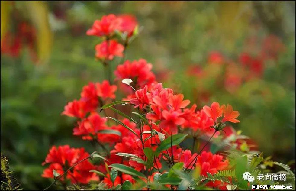 【春天，广西桂林灌阳县向您发出邀请！】登麒麟山，相约映山红 - 游山玩水 - 鸡西生活社区 - 鸡西28生活网 jixi.28life.com