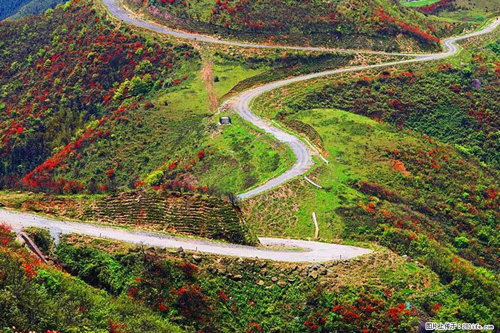 【春天，广西桂林灌阳县向您发出邀请！】春木界上映山红 - 游山玩水 - 鸡西生活社区 - 鸡西28生活网 jixi.28life.com