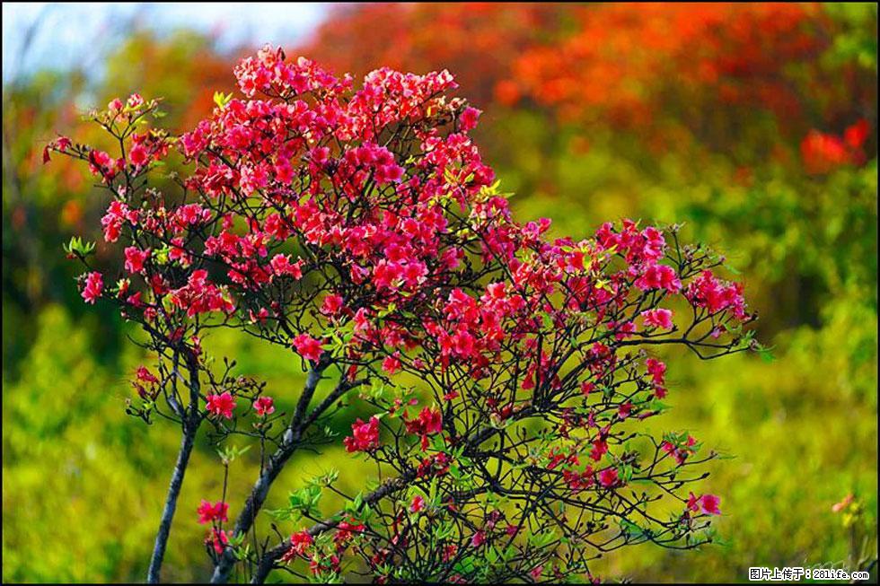 【春天，广西桂林灌阳县向您发出邀请！】春木界上映山红 - 游山玩水 - 鸡西生活社区 - 鸡西28生活网 jixi.28life.com