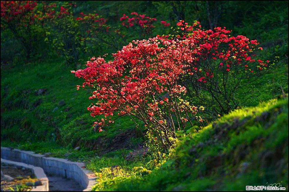 【春天，广西桂林灌阳县向您发出邀请！】春木界上映山红 - 游山玩水 - 鸡西生活社区 - 鸡西28生活网 jixi.28life.com