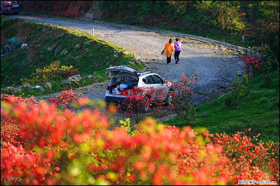 【春天，广西桂林灌阳县向您发出邀请！】春木界上映山红 - 游山玩水 - 鸡西生活社区 - 鸡西28生活网 jixi.28life.com