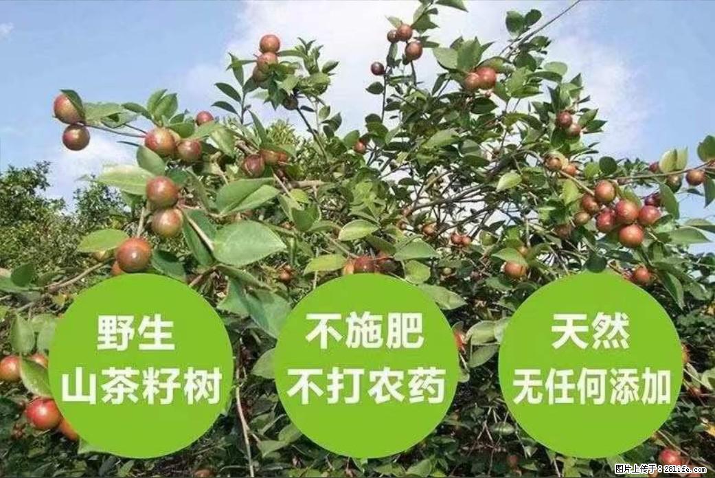 【灌阳县油茶产业示范区】一个有着充实的精神生活的人,对待身外之物自会有一种淡泊的态度 - 美食天地 - 鸡西生活社区 - 鸡西28生活网 jixi.28life.com