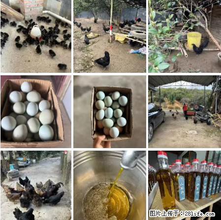 油茶园从小鸡仔开始养起的纯土鸡、土鸡蛋可以预定啦！还有前几天刚榨的纯山茶油哦 - 美食天地 - 鸡西生活社区 - 鸡西28生活网 jixi.28life.com
