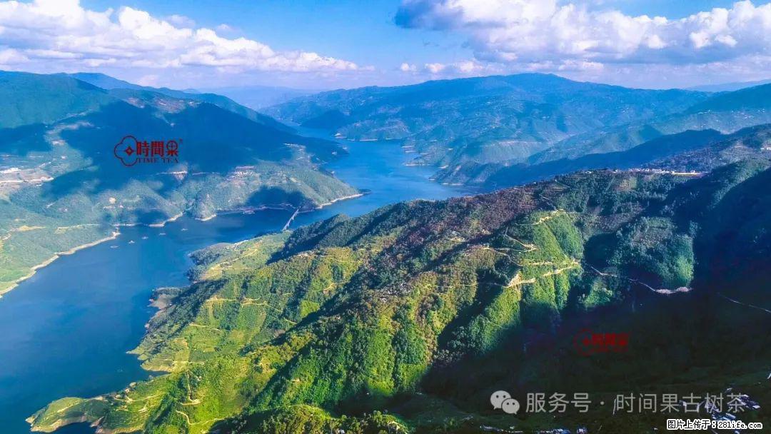 时间果百年古树龙珠普洱生茶 - 购物交流 - 鸡西生活社区 - 鸡西28生活网 jixi.28life.com