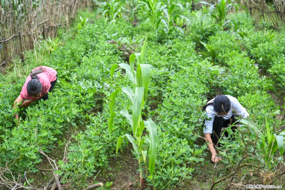 全网追的“扁担女孩”,找了一份暑假工,时薪12元 - 鸡西生活资讯 - 鸡西28生活网 jixi.28life.com