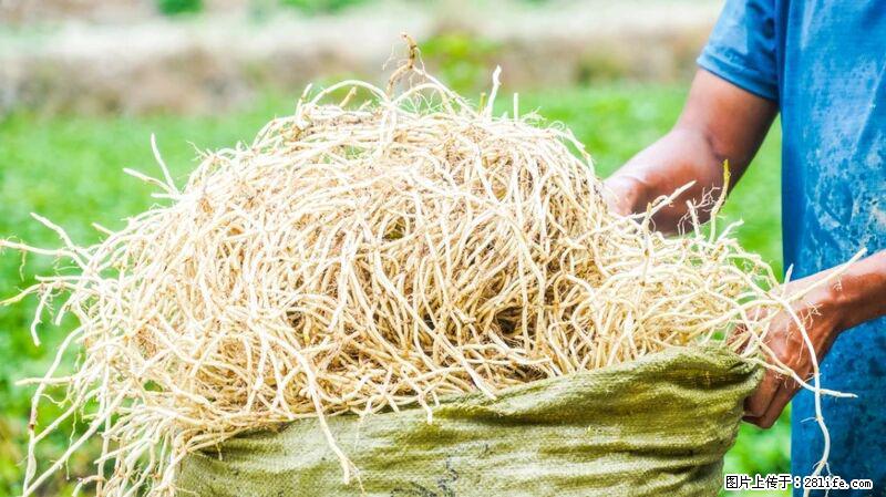 堪称“最难吃”的蔬菜,却是 “抗辐射神器”,还能护肺、清热、止咳化痰! - 鸡西生活资讯 - 鸡西28生活网 jixi.28life.com