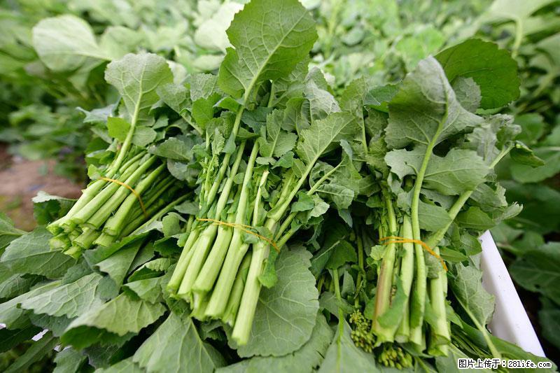 这些蔬菜是“天然钙片”，这6种被医生重点推荐 - 鸡西生活资讯 - 鸡西28生活网 jixi.28life.com